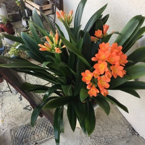 笠岡美容室Gratia(グラーティア)。　祝　３/２１　Gratia(グラーティア)５年目に突入いたしました。