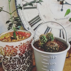笠岡美容室Gratia(グラーティア)。　新しく仲間になったサボテン。