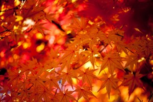 笠岡美容室Gratia(グラーティア)。　９月のお休み情報です。